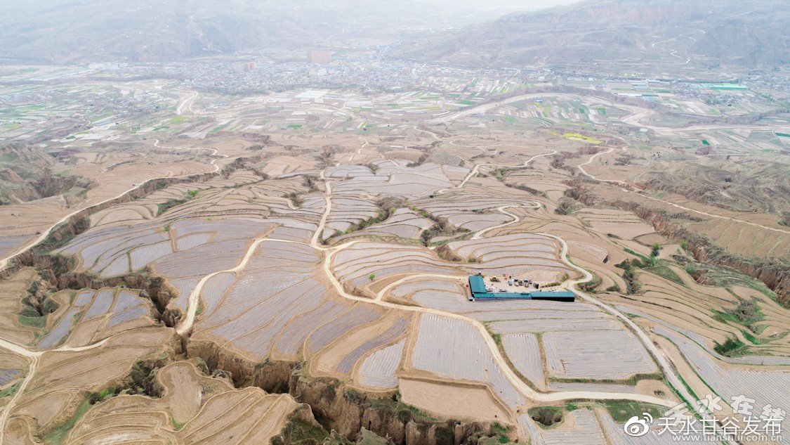 张柏芝身上戴了7只蝴蝶